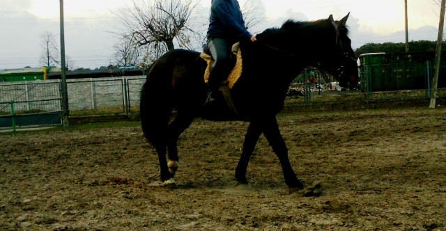 Benkowate .:3