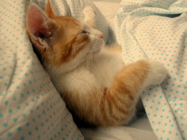 Cats diary: Sleep