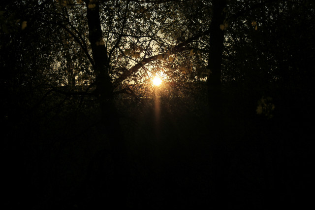 forest two.