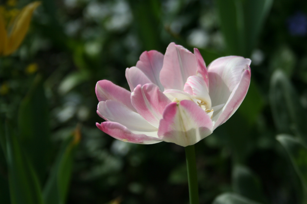 Tulipan 