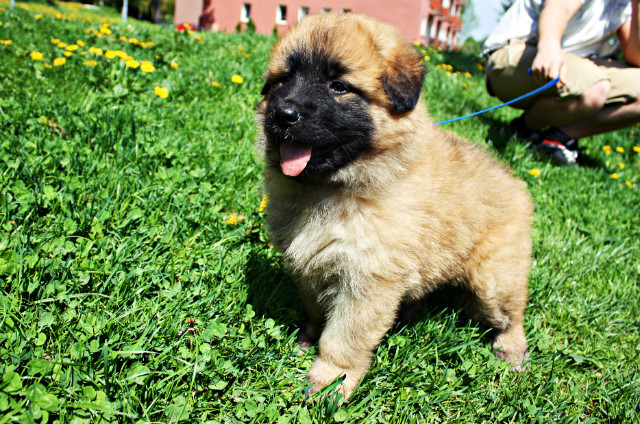 Duch:*