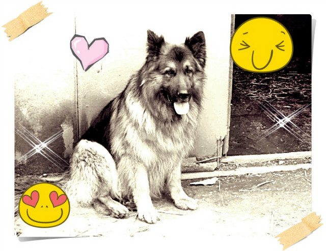 Rufus *.*