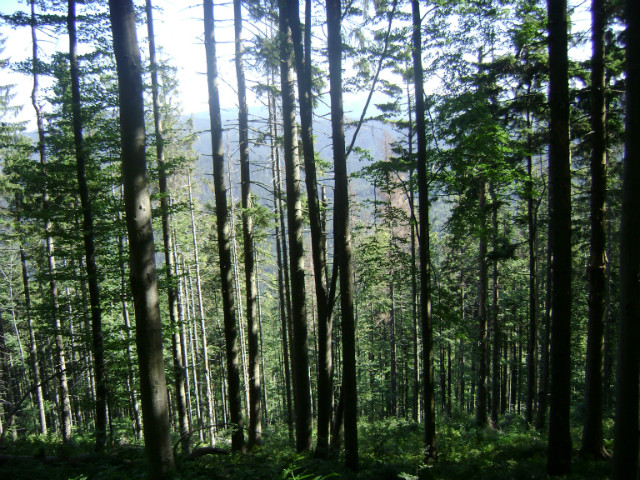 Zwyczajnie 