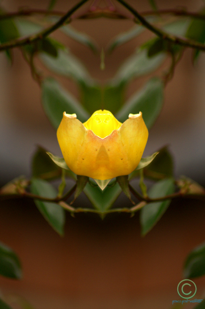 Symmetry