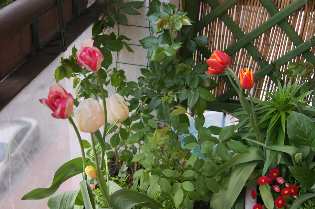 Wiosenny balkon (*_*)