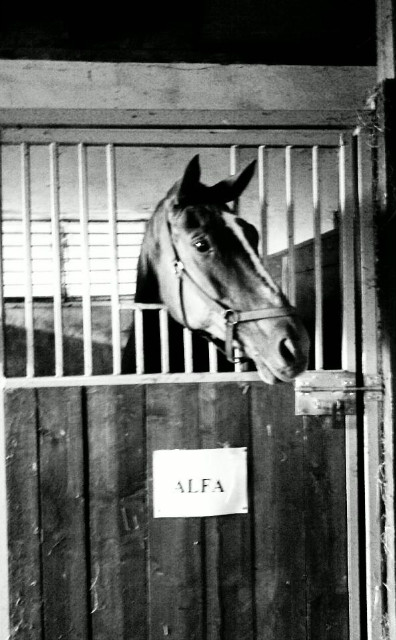 Alfa [*]