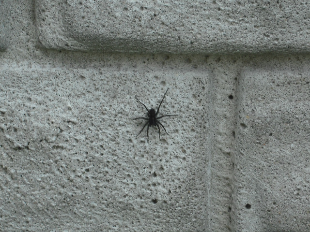Krlowie w. Mamuta