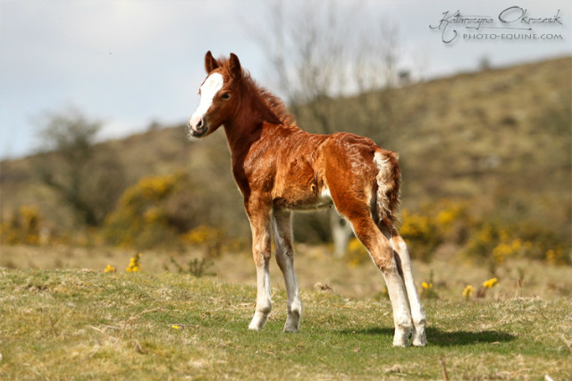 Dartmoor 