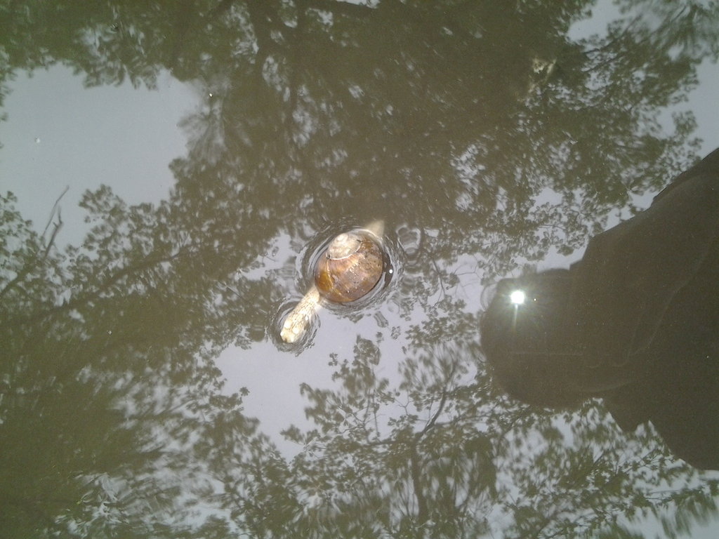 limacza przeprawa