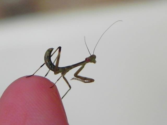 Hierodula unimaculata
