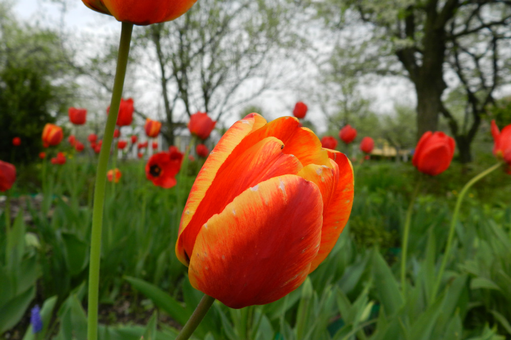 tulipany
