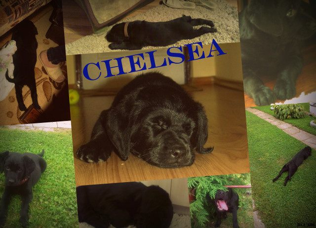 CHELSEA