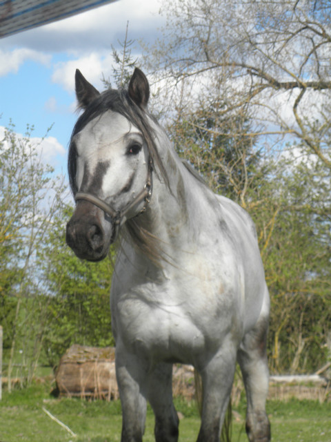 Baron