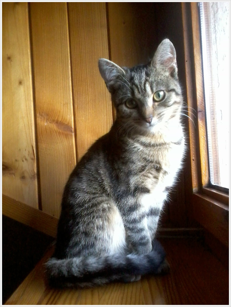 Mj kot jak by may :)