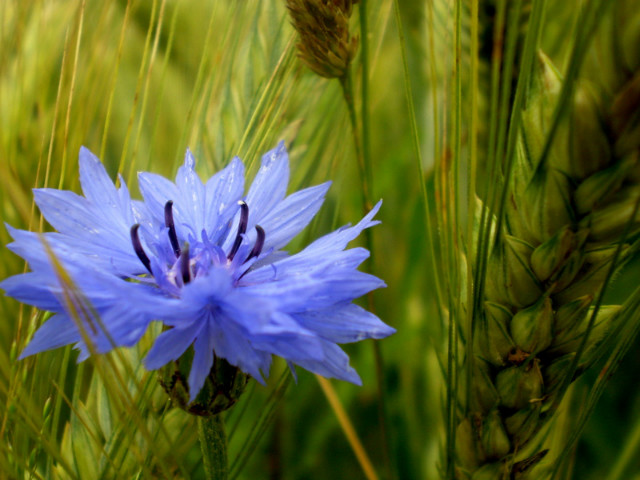 cornflower.