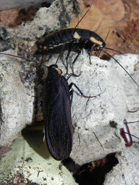 Deropeltis paulinoi