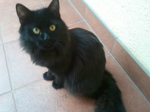 kot Filipa ;>