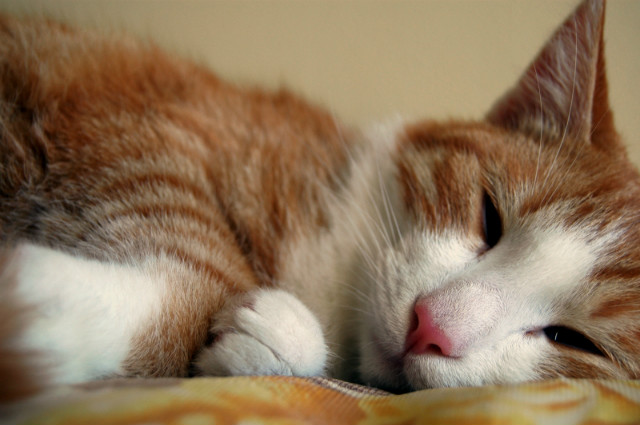 Cats diary: Lazy Day