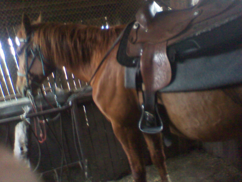Corsa;*