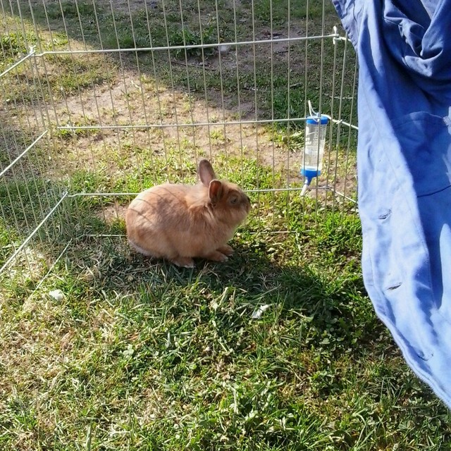 Baxter