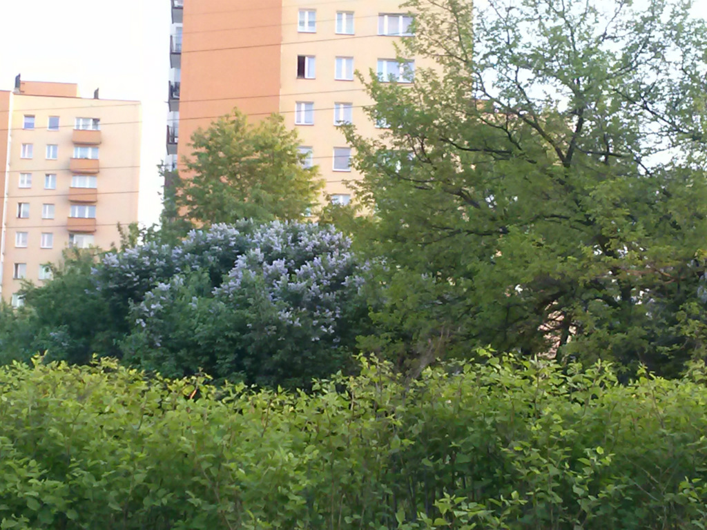 Bez na tle drzew ;)
