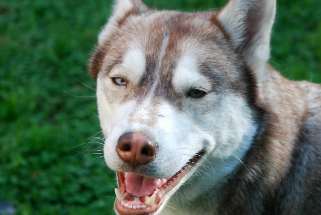 Husky