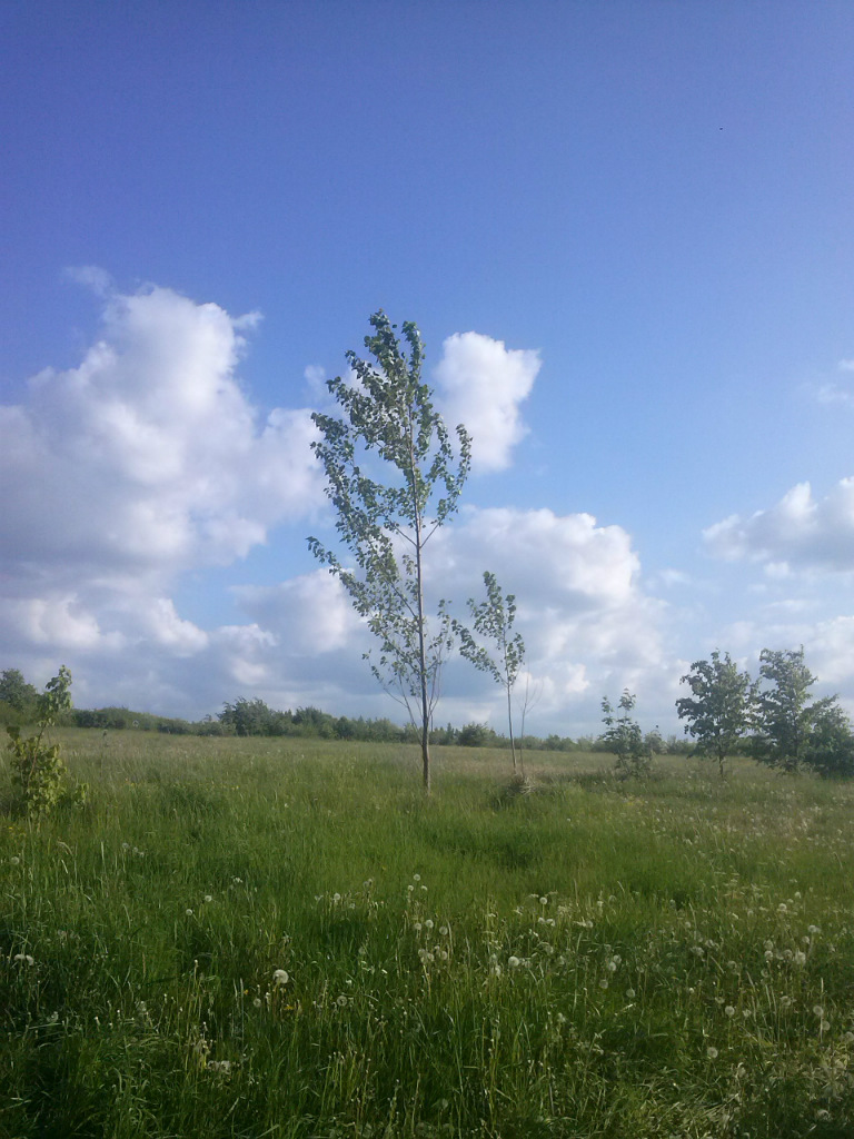 Drzewko