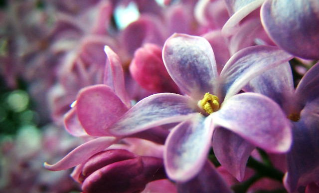 Flower.