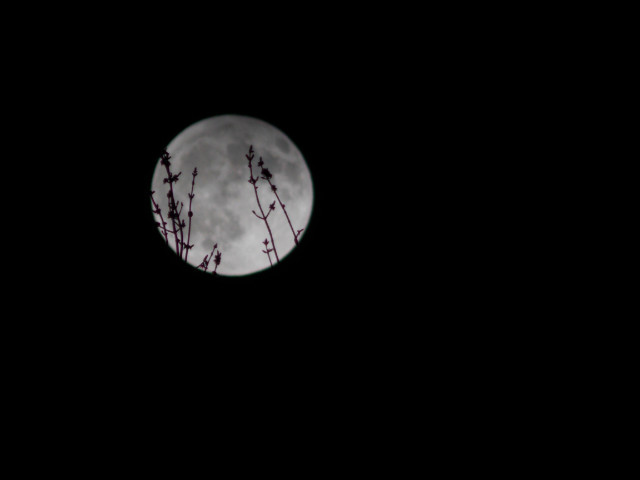 Moon 