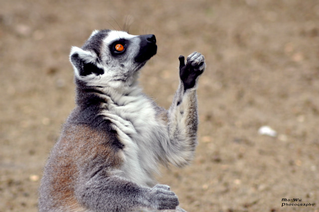 Lemur
