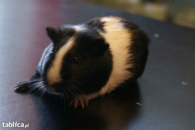 winki morskie ;P
