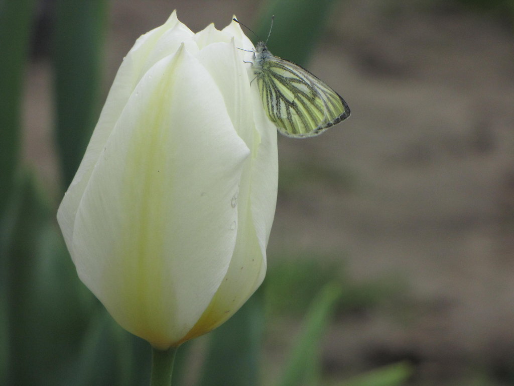 Tulipan po deszczu .  A na nim m
