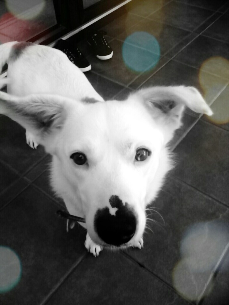 Rex :)