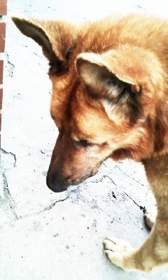 Bary 