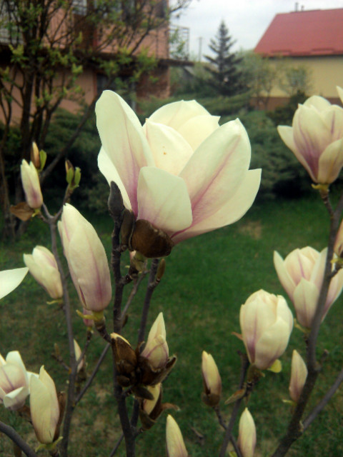 magnolia