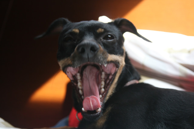 Dog