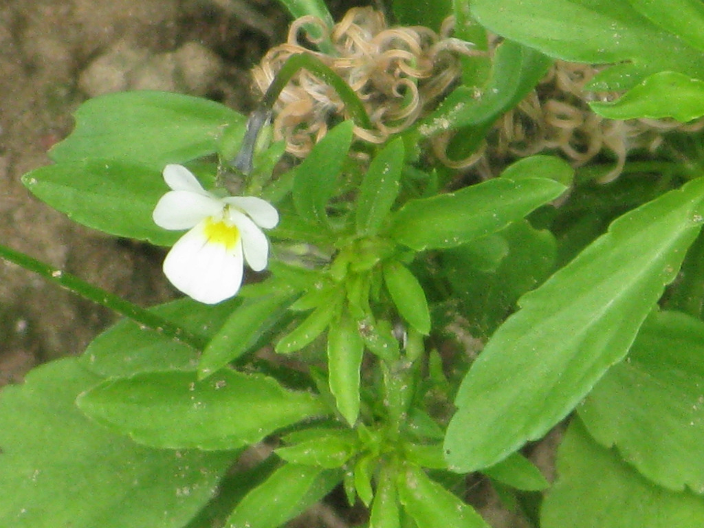 Rosliny