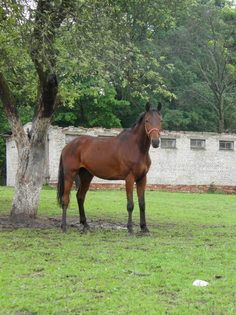 Amarant