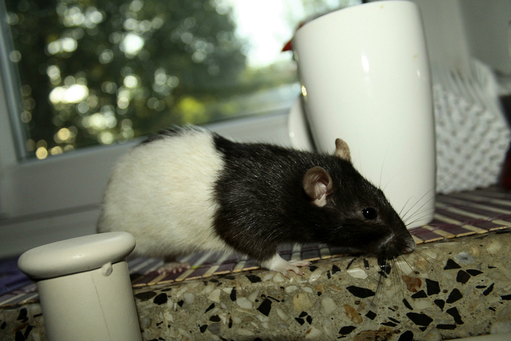 rat