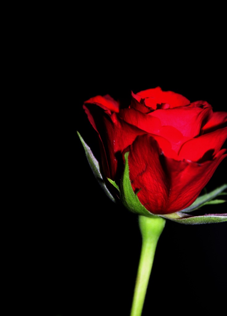 rose.