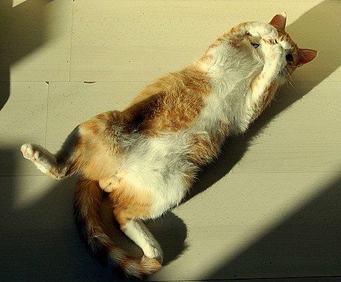Cats diary: Play