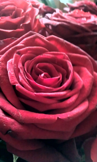 Petals.