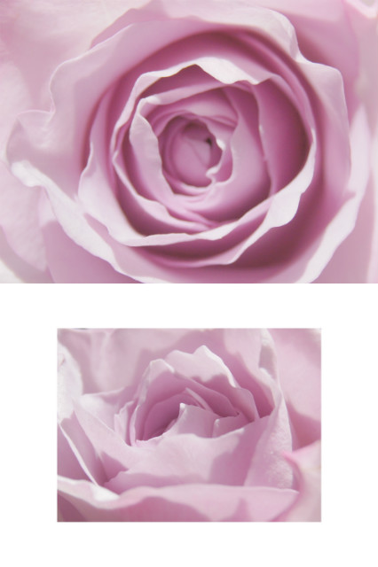 rose 2.