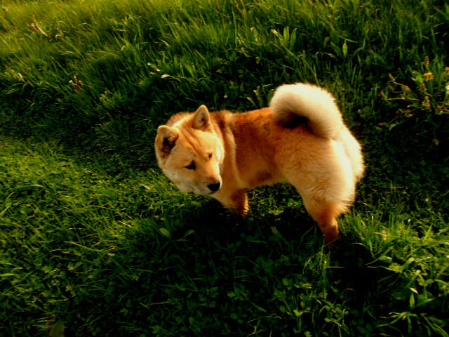 scooby :D 