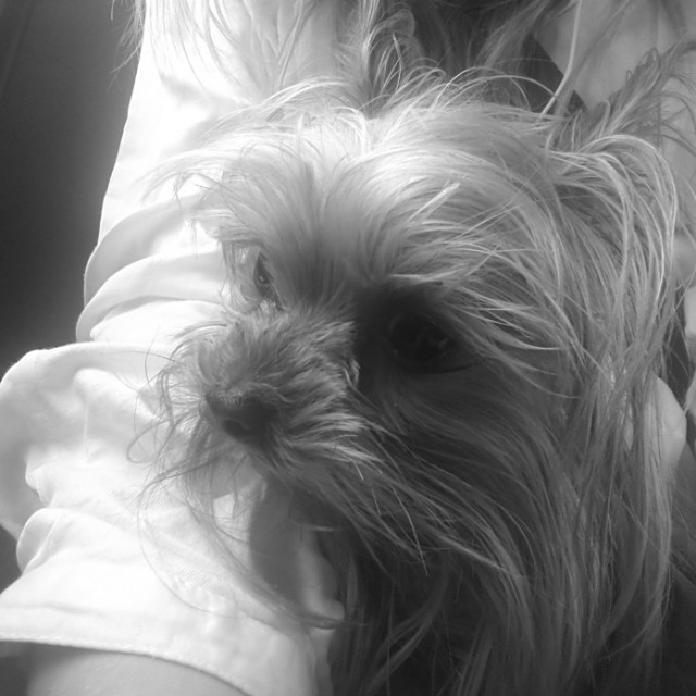 Moj kochany piesek;**