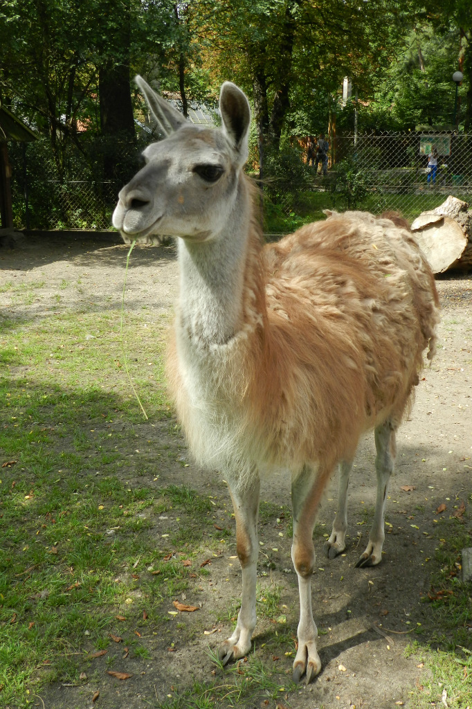 lama