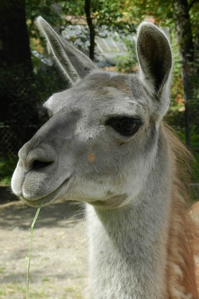 lama