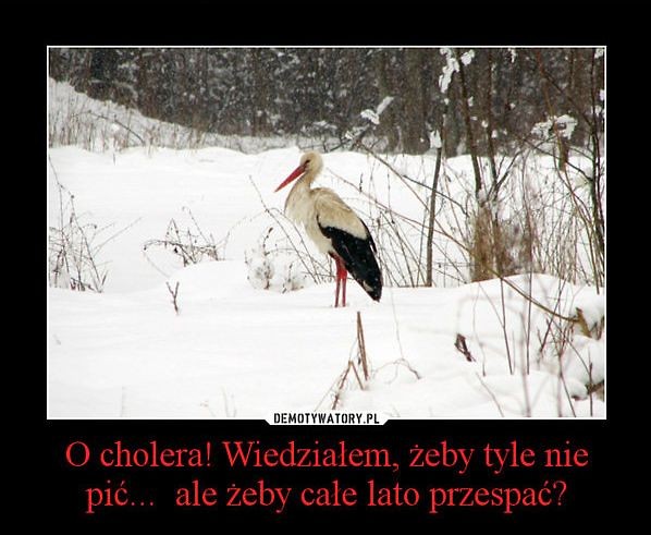 Podoba Wam si