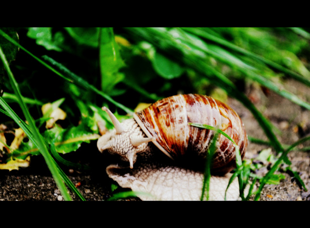 limaczek . :)