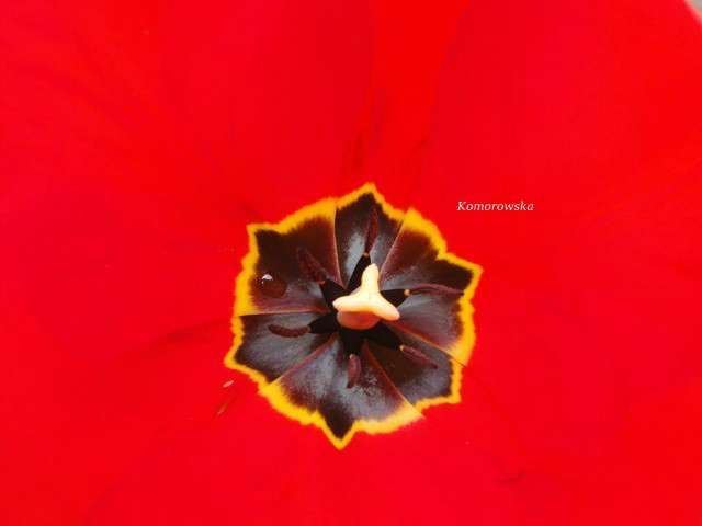 Tulipano :)